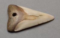 Tlingit%20artist%2C%20%3Cb%3E%3Ci%3E%20Earrings%3C%2Fi%3E%3C%2Fb%3E%2C%20ca.%201900%2C%20shark%20tooth%2C%20Museum%20Purchase%3A%20Indian%20Collection%20Subscription%20Fund%2C%20Rasmussen%20Collection%20of%20Northwest%20Coast%20Indian%20Art%2C%20no%20known%20copyright%20restrictions%2C%2048.3.765A%2CB